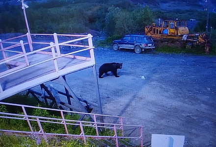 Надёжность контрольно-пропускного режима подтверждена медведем